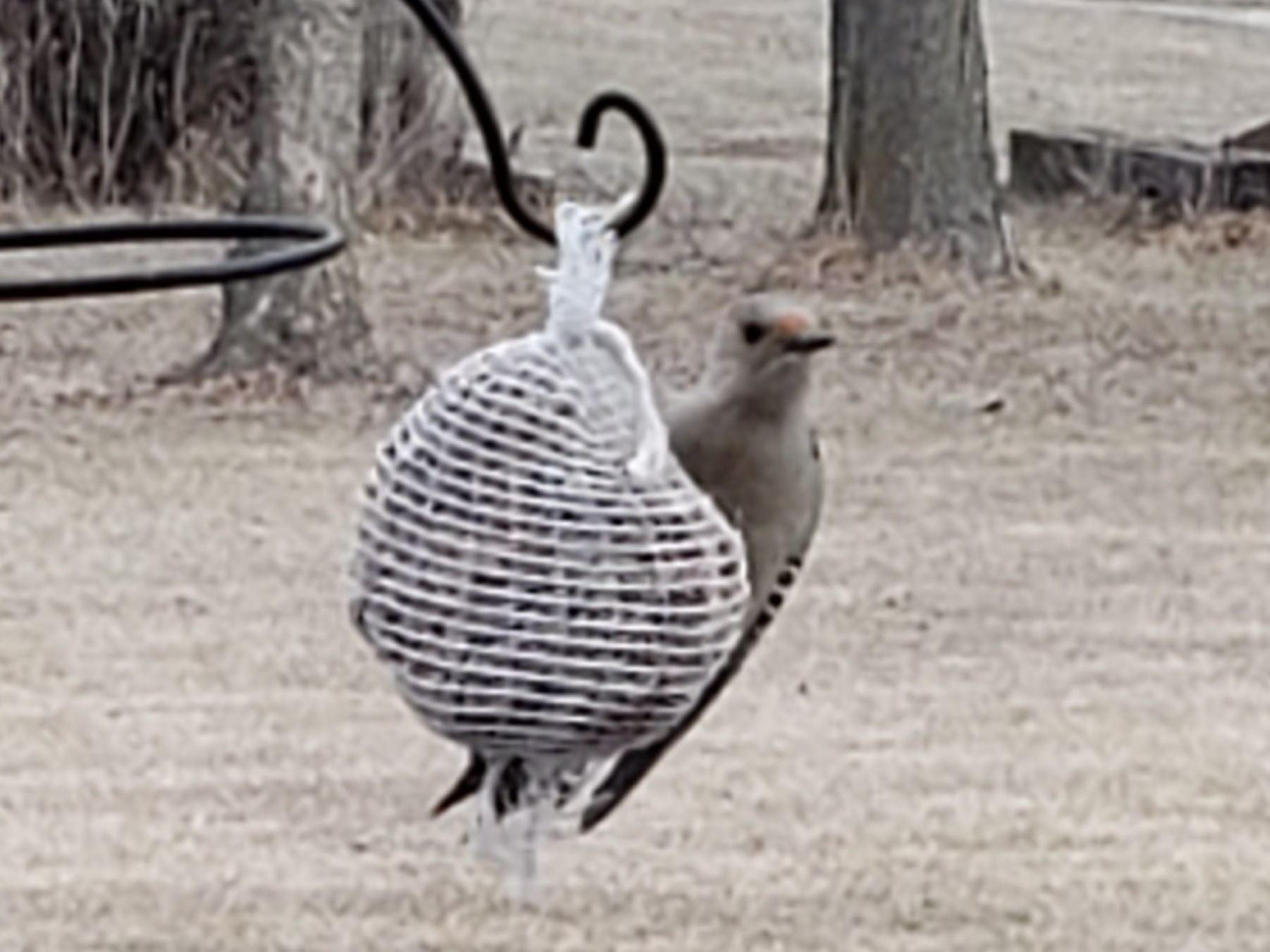 red-bellied woodpecker enjoying the suet bird feeder