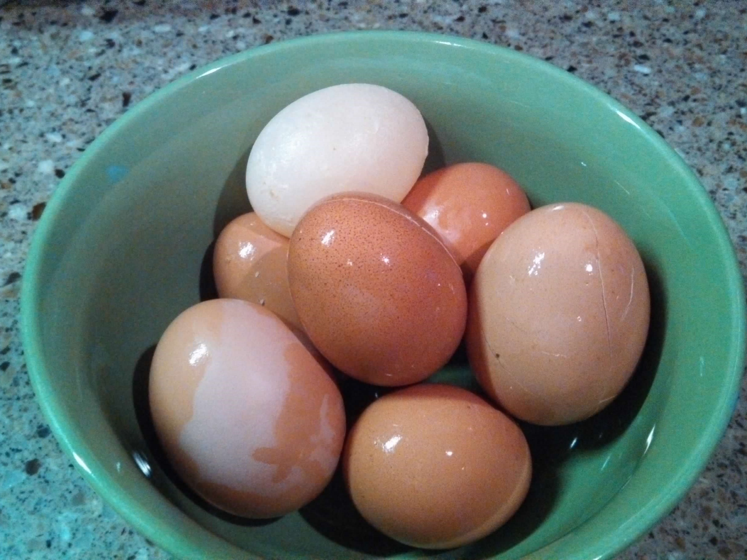 farm fresh eggs from cage-free hens