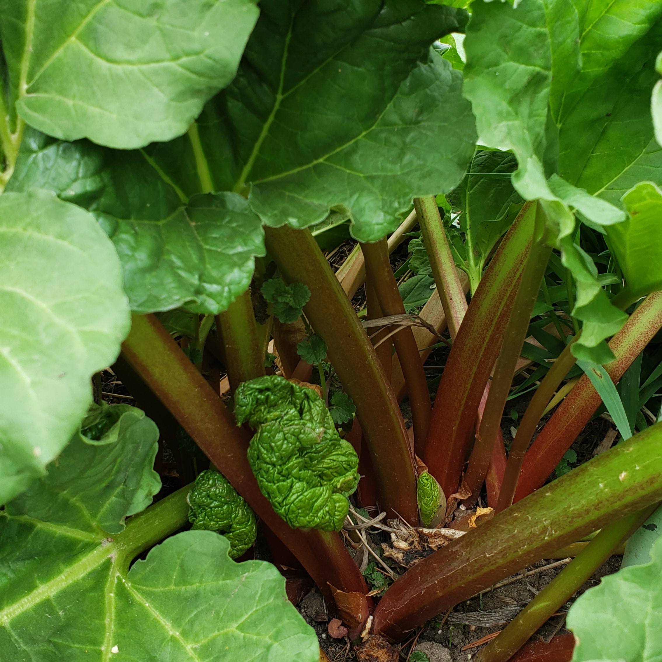 rhubarb